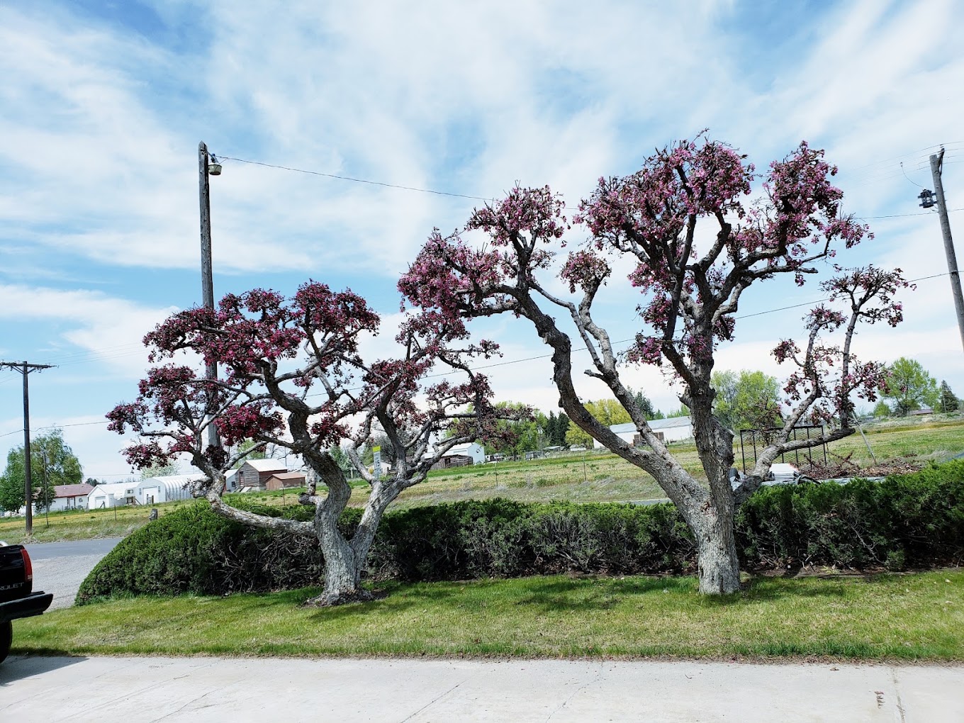 Pruned flowering crabapple trees over a trimmed hedge row and green lawn