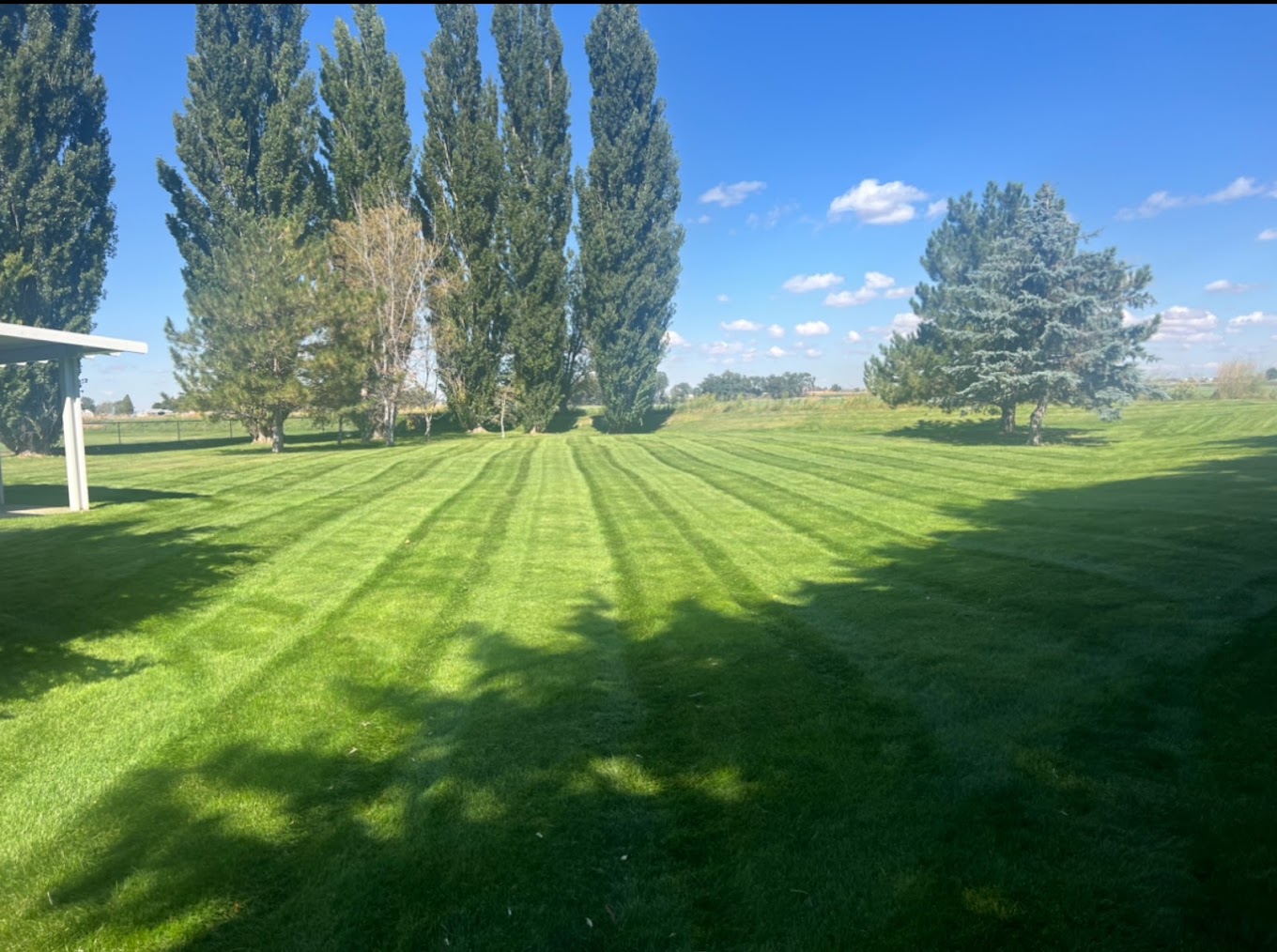 Freshly striped large residential lawn lined with poplar trees