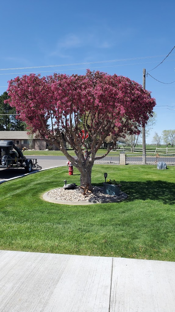 Flowering ornamental tree in a freshly cut yard
